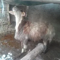 بره قوچی نژاد بروجرد