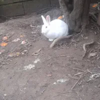 خرگوش برفی|موش و خرگوش|فومن, |دیوار