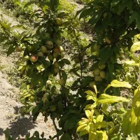 باغچه|فروش زمین و ملک کلنگی|ارومیه, |دیوار