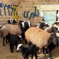 12راس میش بره دار و دوقلو|حیوانات مزرعه|قزوین, |دیوار