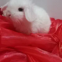 بچه خرگوشای لوپ سیصد هزار تومن