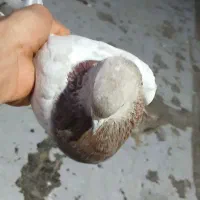 یک جفت باشی رهلی