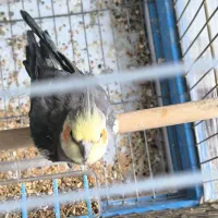 عروس هلندی نر