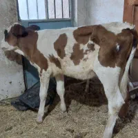 گاو یاگوساله.. گاو میش