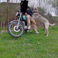سگ گله تضمینی میدم ببر کف کن