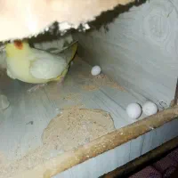 عروس هلندی جفت