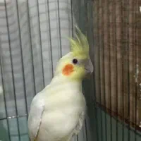 عروس هلندی لوتینو نر مست