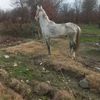 اسب|اسب و تجهیزات اسب‌سواری|گرگان, |دیوار