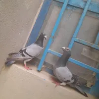 کبوتر|پرنده|سراوان, |دیوار