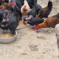 مرغ و خروس برای فروش|حیوانات مزرعه|برازجان, |دیوار