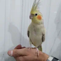 عروس هلندی ماده|پرنده|نسیمشهر, |دیوار