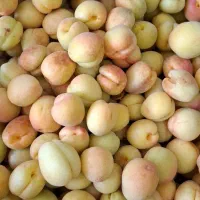 قیصی شیرین