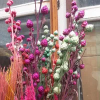 گل خشک پیازی/کنگرفرنگی