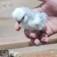 جوجه پنج روزه سلطان گلین