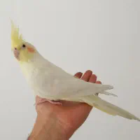 عروس هلندی نر دستی ۹ماهه