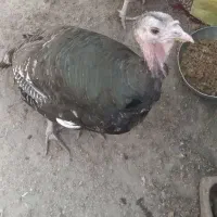 بوقلمون و اردک در بردسیر