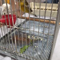 سهره قناری دهن لر