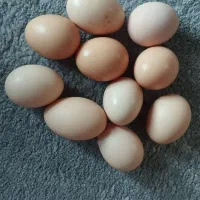 تخم مرغ لاری