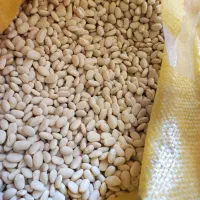 فروش لوبیا سفید