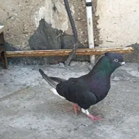 اشعل نر مست ۱۶ پر دم