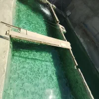 بچه ماهی قزل الا