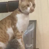 واگذاری رایگان گربه