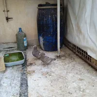 کبوتر برنجی