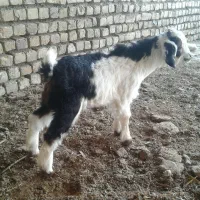 بز دو قلو|حیوانات مزرعه|نیشابور, مازول|دیوار