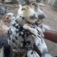 تخم مرغ نطفه دار  ( لاری )  گلین