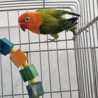 طوطی برزیلی اوپال گرین نر