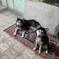 سگ هاسکی مالاموت نرو ماده