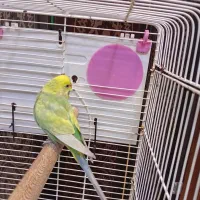 مرغ عشق|پرنده|هشتگرد, مدرس|دیوار