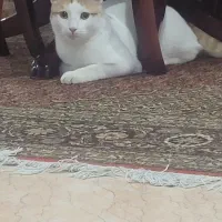 گربه گمشده