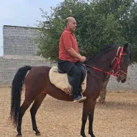 مادیان دوسرخالص