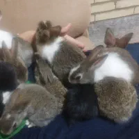 بچه خرگوش300|موش و خرگوش|یزد, |دیوار