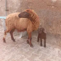 گوسفند و بره|حیوانات مزرعه|اهواز, منازل کارون|دیوار