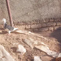 ۴تا کفتر خوب