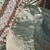سنگ دارای فوسیل|کلکسیون اشیاء عتیقه|شیراز, محراب|دیوار