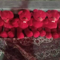 خرس والنتاین