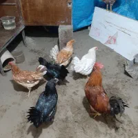 مرغ و خروس گلین ،ترکمنی