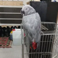 کاسکو بالع سخنگو