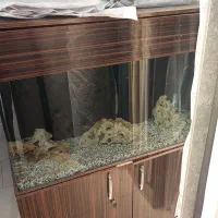 آکواریوم|ماهی|چهاردانگه (تهران), |دیوار