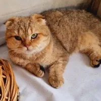 اسکاتیش مانچکین زیبا|گربه|اصفهان, آبشار|دیوار