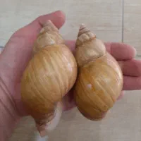 حلزون آچاتینا
