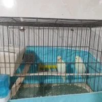 مرغ عشق اسپانگل رنگ خاص|پرنده|گلستان (تهران), |دیوار