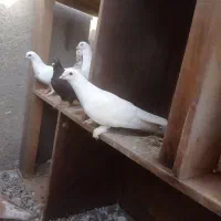 کفتر غریب|پرنده|بم, |دیوار