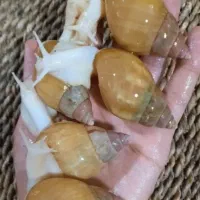 حلزون.