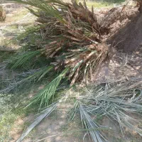 پاجوش درشت خوب مضافتی|گل و گیاه طبیعی|ریگان, |دیوار