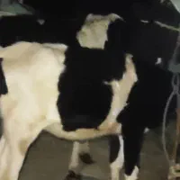 گاو ابستن با گوساله ماده بزرگ|حیوانات مزرعه|شادگان, |دیوار