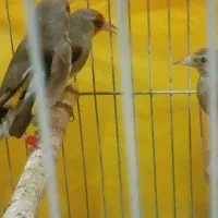 سهره نروماده بزرگه وجوونه